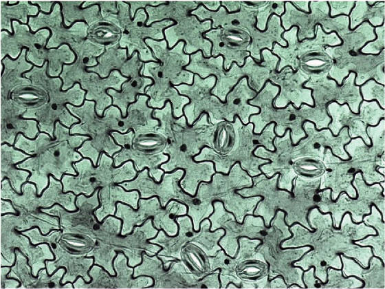 Brightfield image of epidermis under the Etaluma Lumascope 400 microscope.