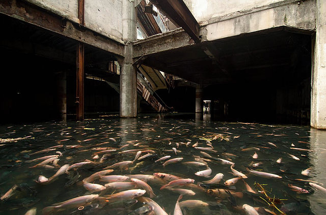 廃墟になったビルの中に大量の鯉？？タイ、バンコクの奇妙な光景【c】