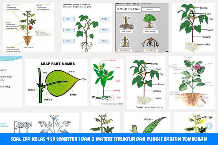 Tumbuhan Dan Fungsinya - BelajarBelanja