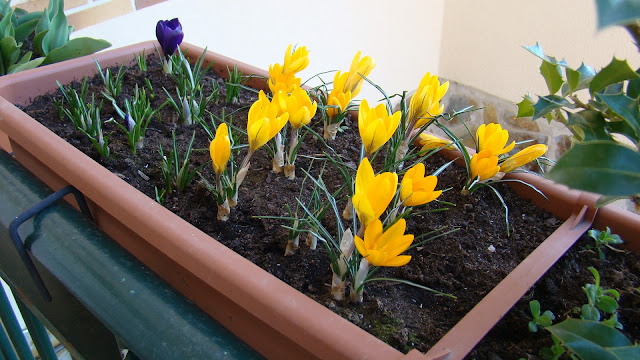 Crocus (Crocus vernus Hill (L.). Hill.).