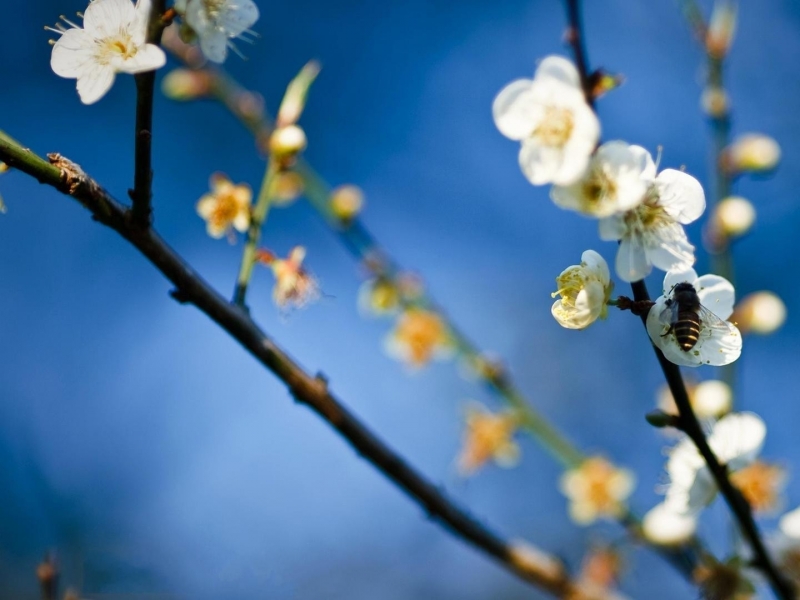 Spring Cool Wallpapers 1