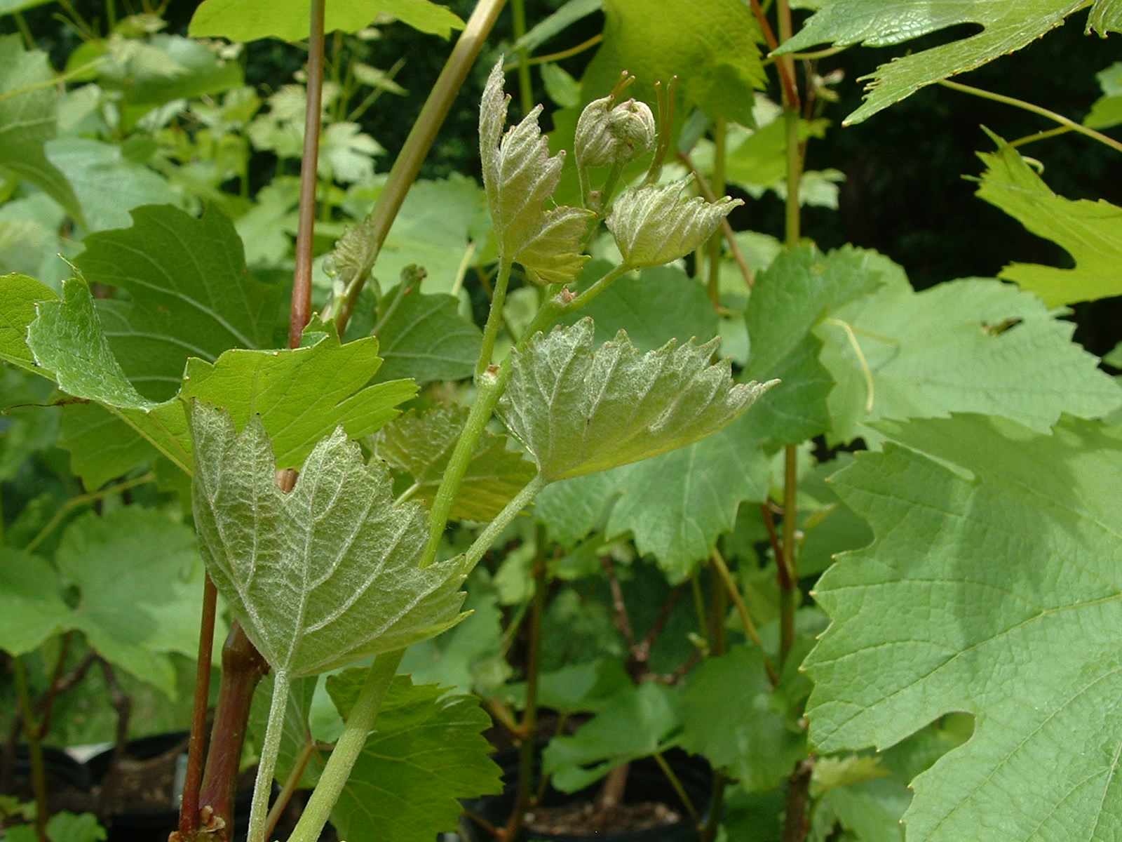 More discussion on powdery mildew!