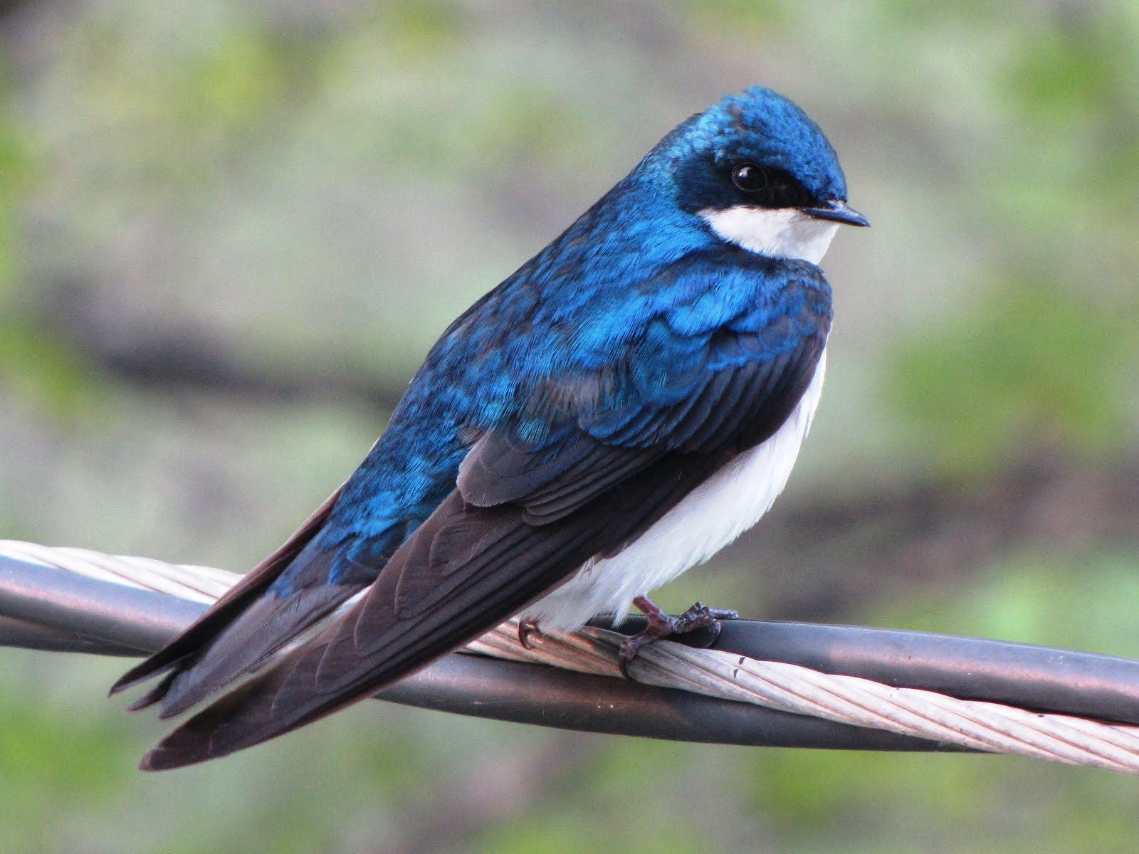 Blue Swallow Bird 54