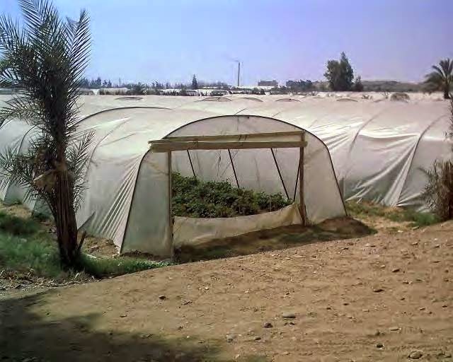Xtremehorticulture of the Desert Desert Greenhouses Should Be Tall and
