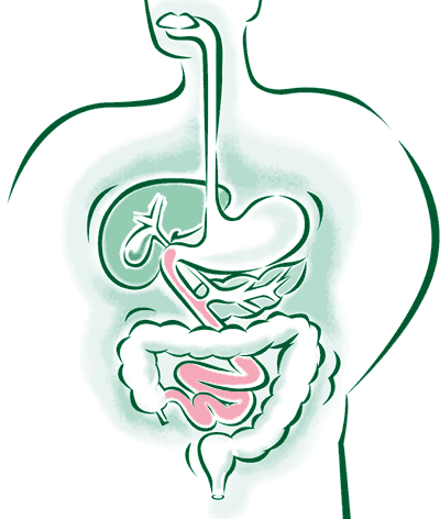 La función del intestino delgado en la digestión