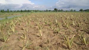 New Generation Of Aloe Vera at our Farm