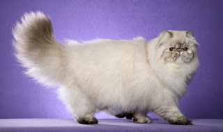 Perbedaan Kucing Persia dan Anggora dan Himalaya Perbedaan Kucing Persia dan Anggora dan Himalaya