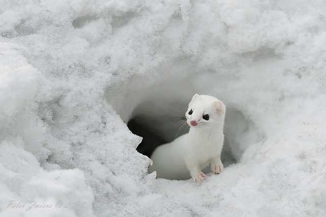 Cool Photo Pict Beautiful and Stunning polar animals of