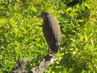 Colusa National Wildlife Refuge