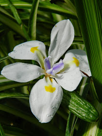 African Iris Dietes iridioides Allan Gardens Conservatory by garden muses-not another Toronto gardening blog 