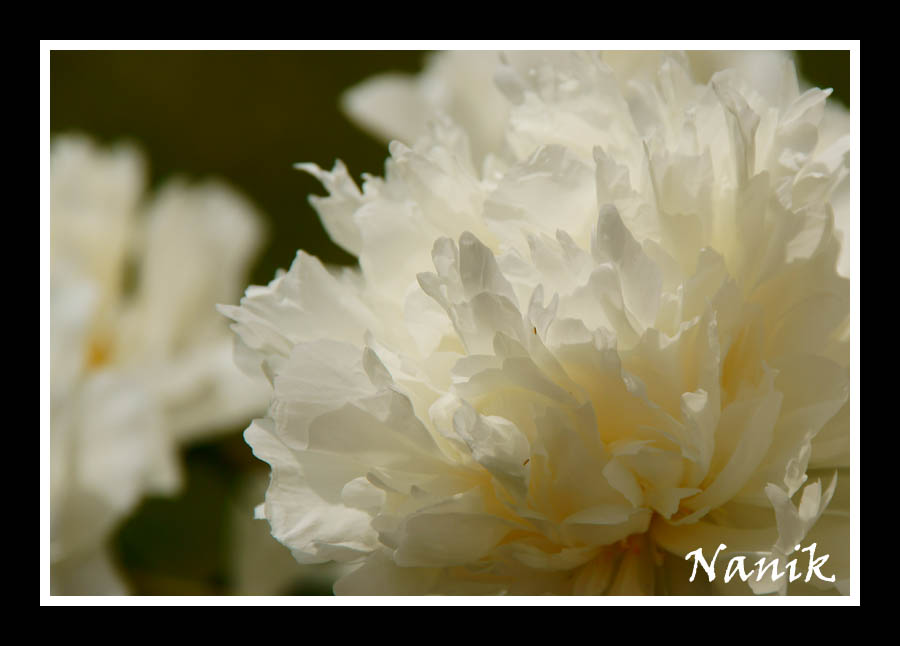 Nanikowy kącik "Silver Silence" Nalini Singh