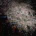 桜とタンポポ～戸明け神社 @若松火の坂
