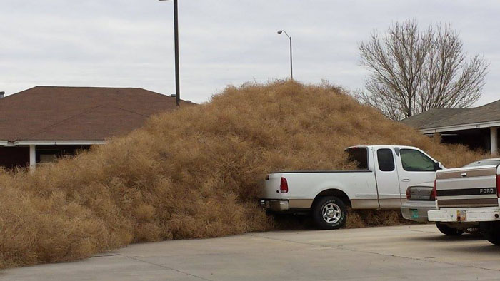 One Photographer's Mission to Capture America's Tumbleweed Invasion