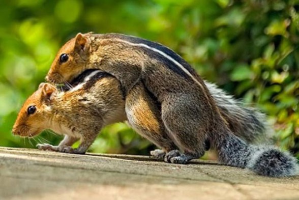 img21: Animals making love