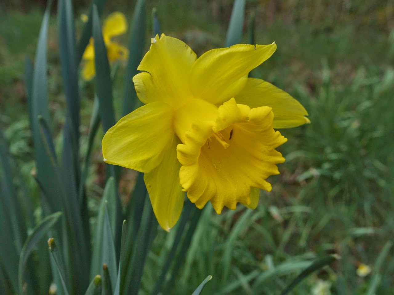 The Freerange Gardener: Narcissi