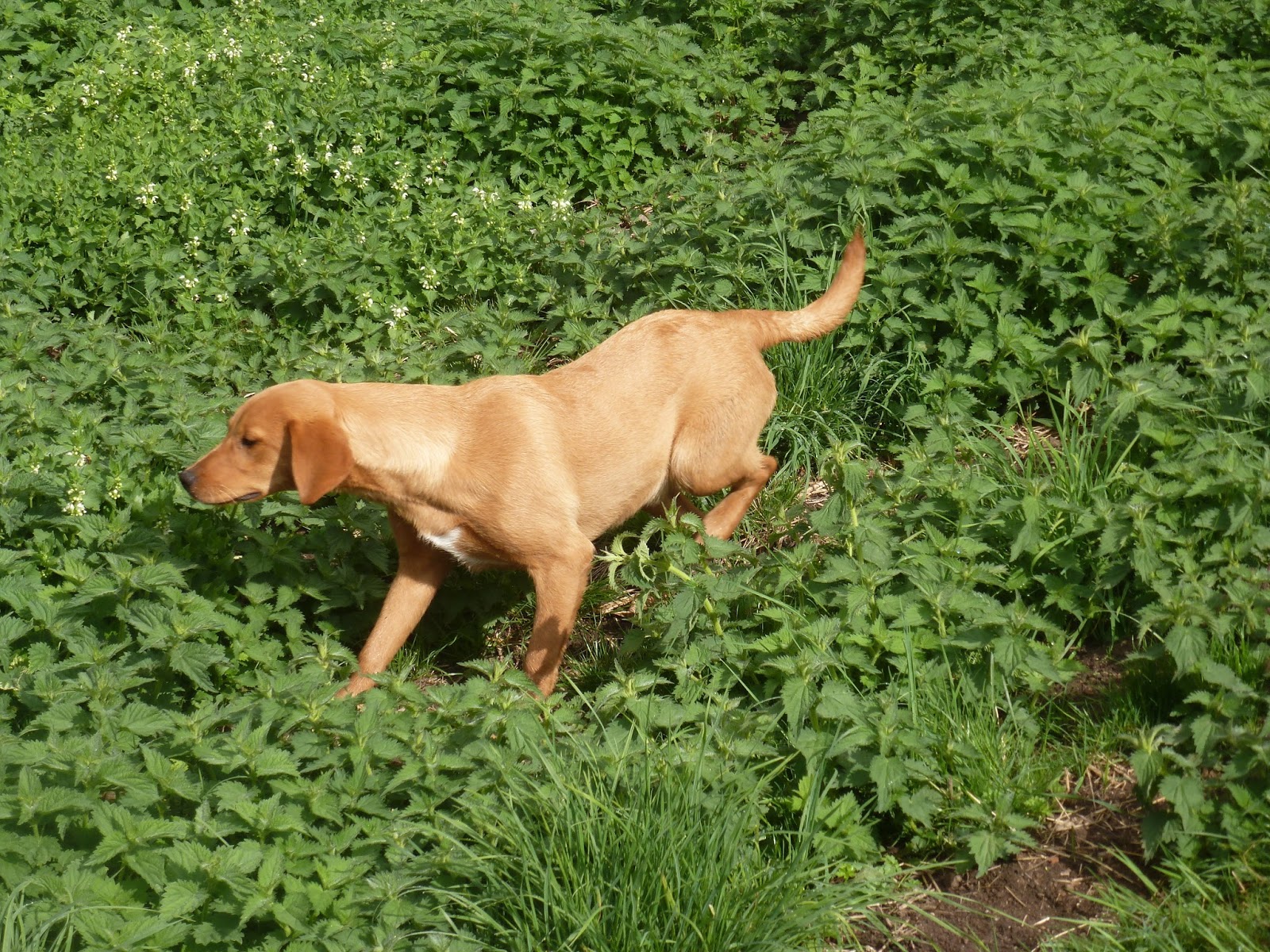 Cuckavalda Gundogs North Yorkshire August 2013
