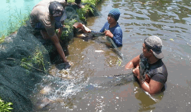 Peluang Bisnis Usaha Budidaya Gurami Yang Menjanjikan