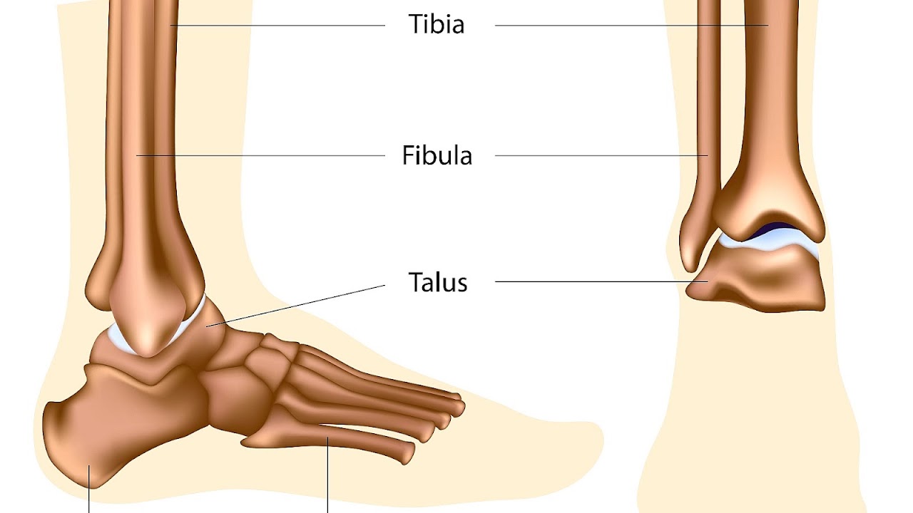 Подтаранный сустав анатомия. Лодыжка 9. Лодыжка 9. Girl sprained ankle foot. Лодыжка 9.