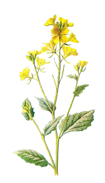 antique free digital wildflower
