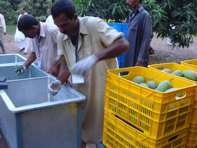 Mango Processing Procedure in Pictures