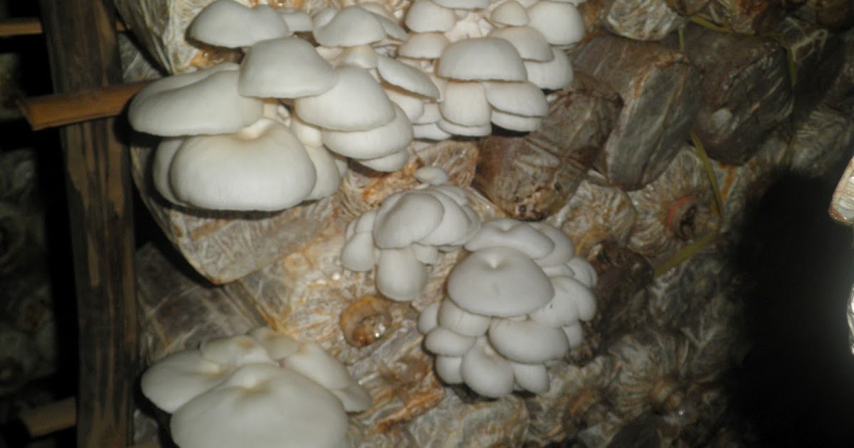 Proposal Usaha Budidaya Jamur Tiram