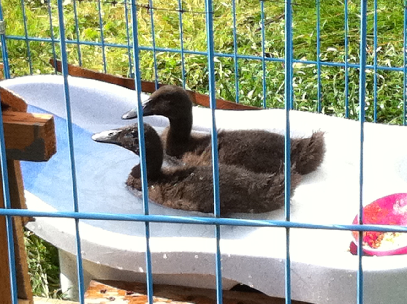 Several Gardens Farm: Putting the duck in reproduction