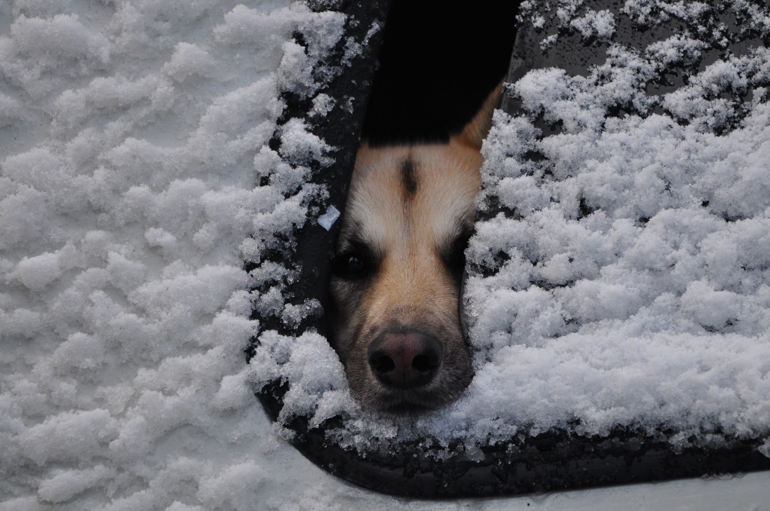 Shutterbugs Capturing the World Around Us Cold wet nose