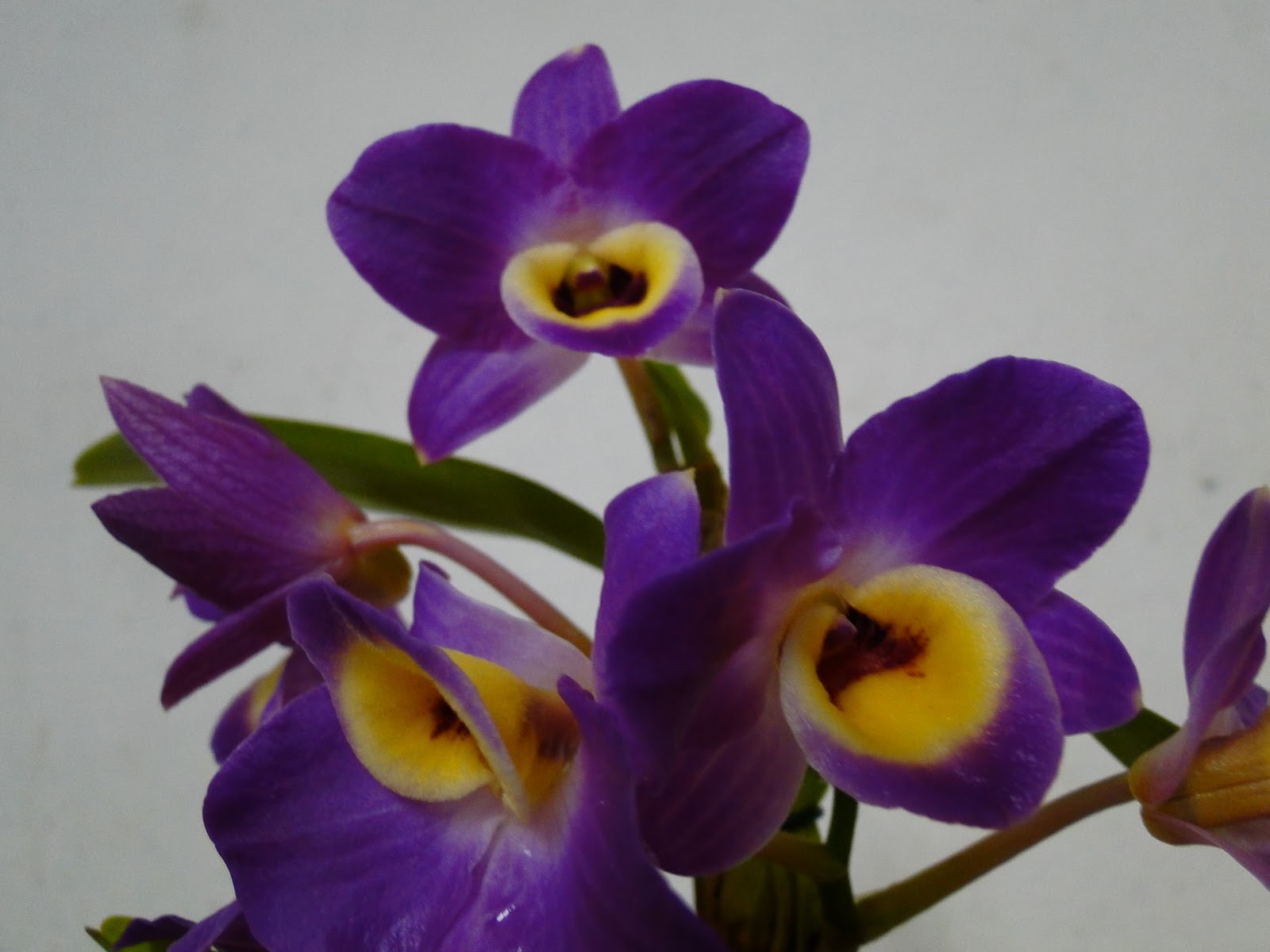 Amo Orquideas: Dendrobium roxo com amarelo