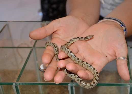 Η ιστορία πίσω από το θαύμα με τα φιδάκια