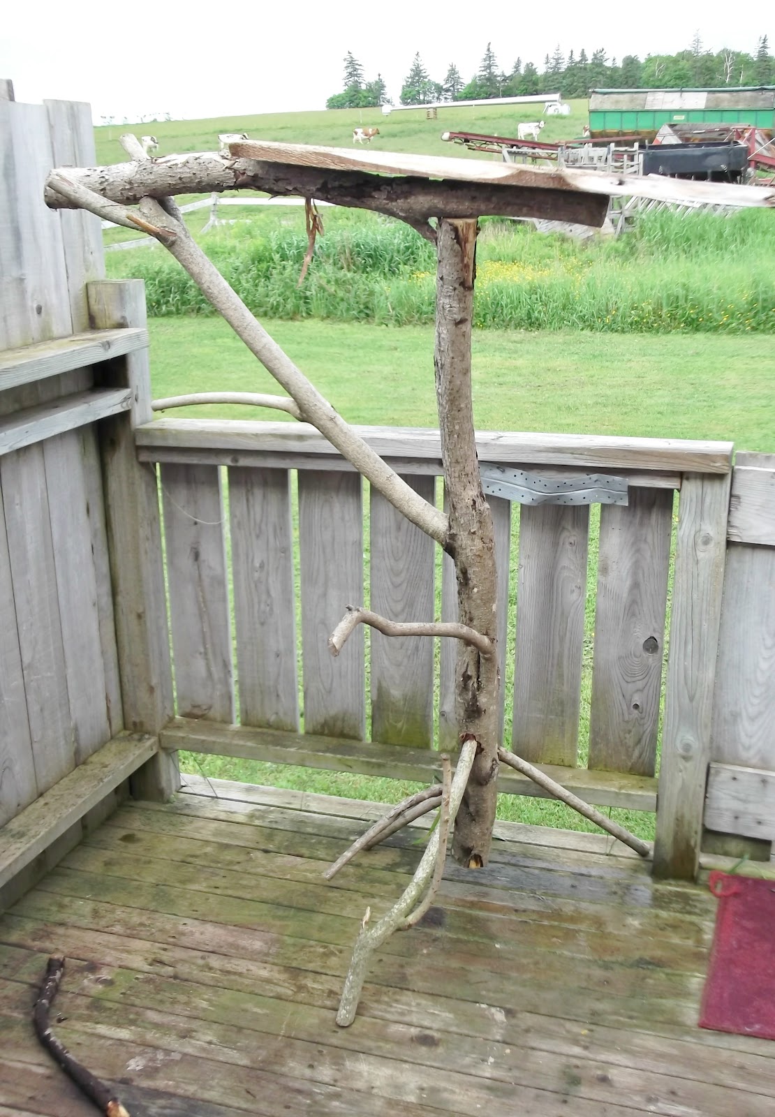 Cat Collar with BellCats and Their Mews Homegrown And Cheaply Made Cat Tree