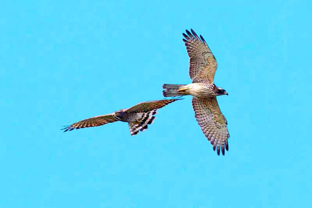 Grey-faced Buzzard Eagles flying