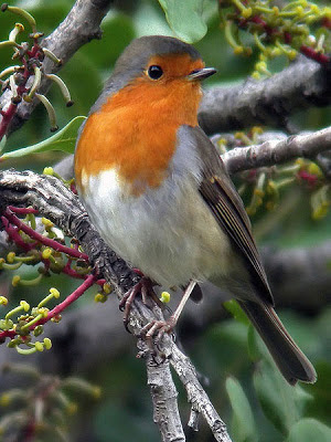 Petirrojo (Erithacus rubecula)