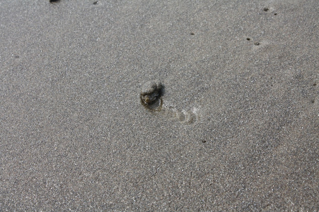 Mole crab at Cannon Beach in Oregon