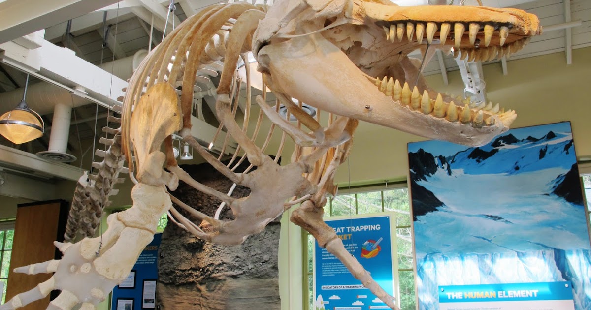 Port Townsend Marine Science Center Natural History Exhibit Port Townsend Marine Science Center Natural History Exhibit