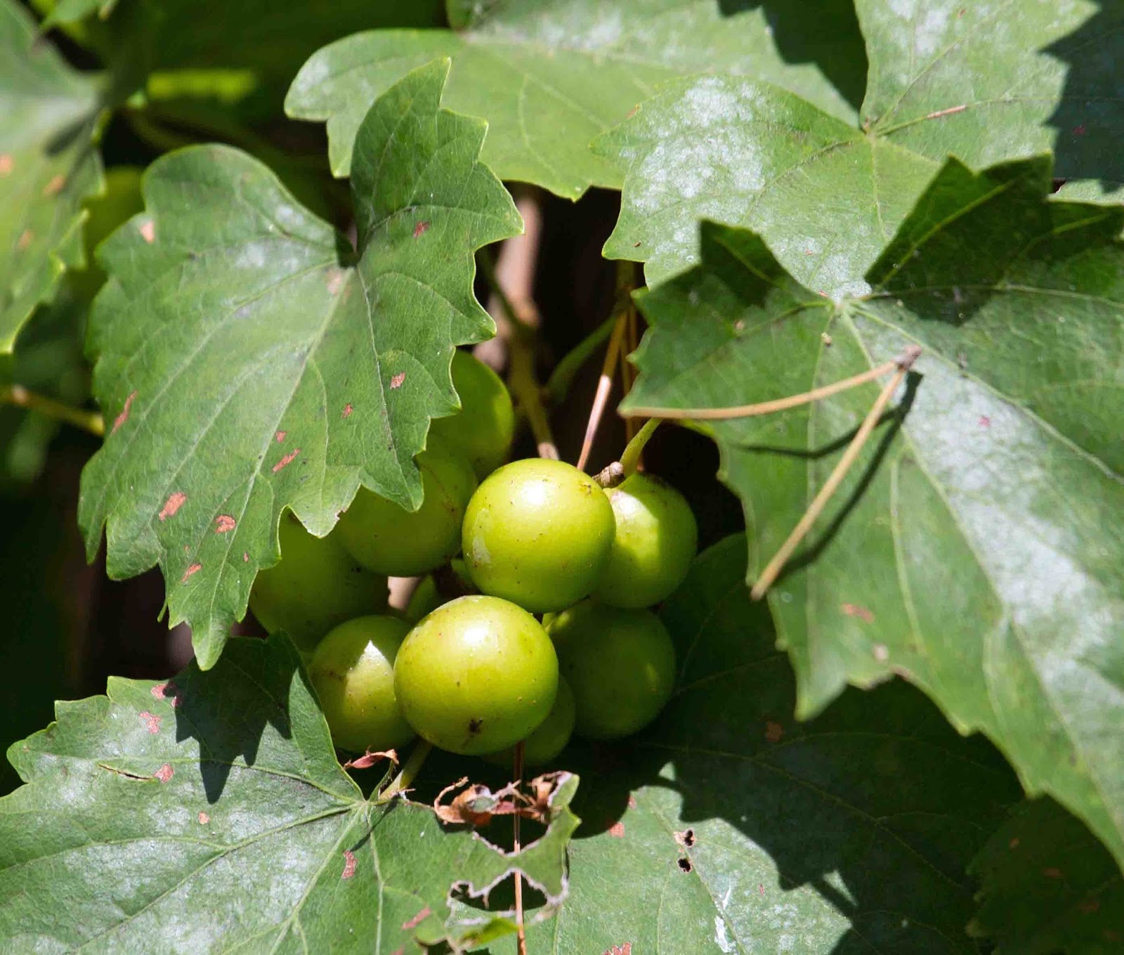 Exploring Nature in NC Berry Berry Invasive