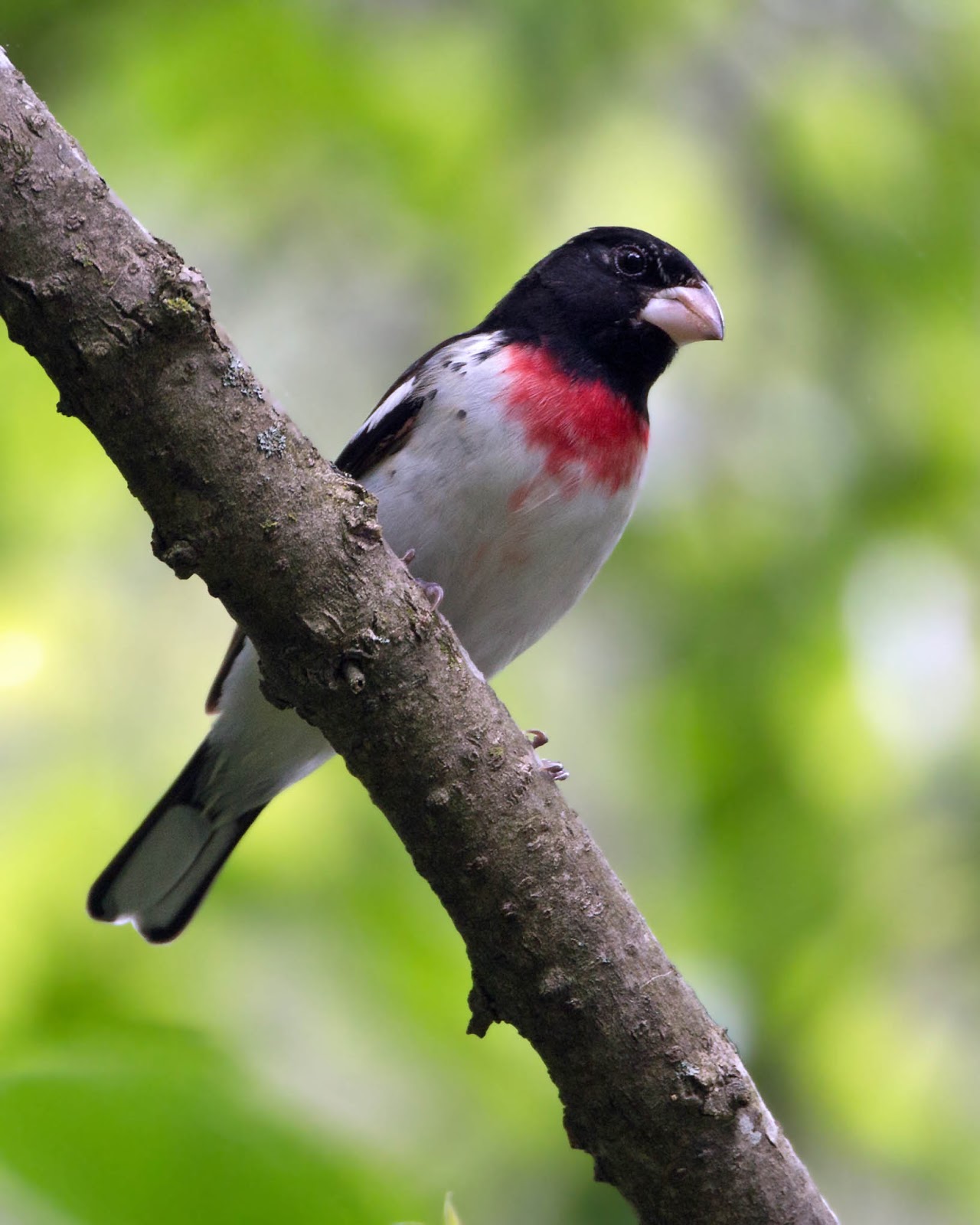 Exploring Nature in NC Studying The Rosebreasted Grosbeak