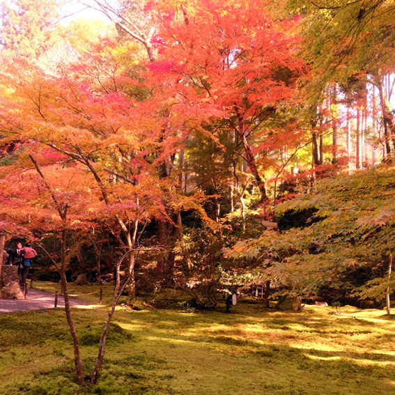 【京都】京都賞楓:大原【三千院】