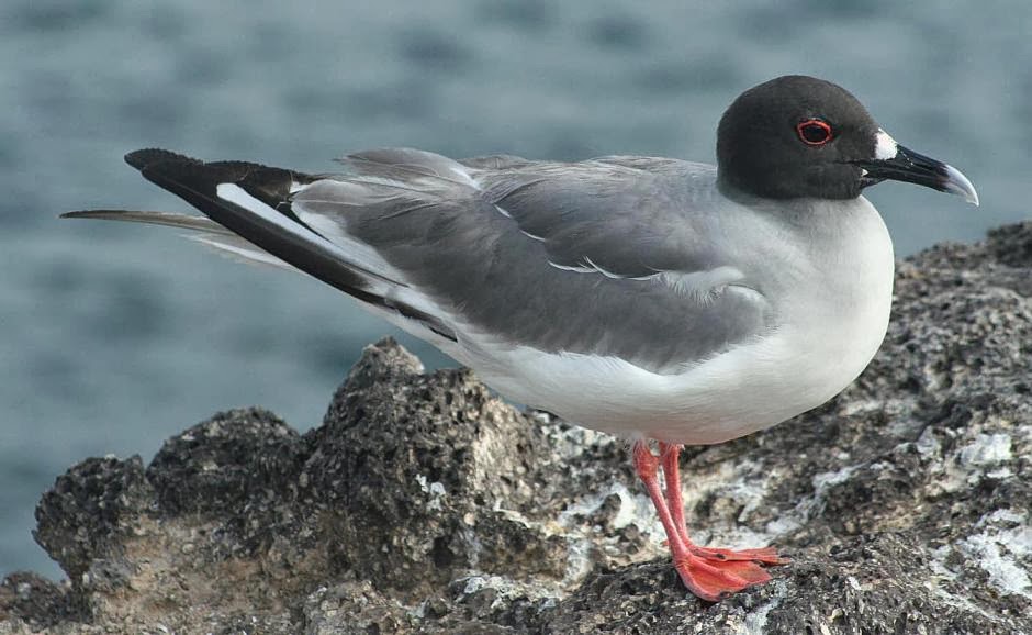 Swallow tailed gull