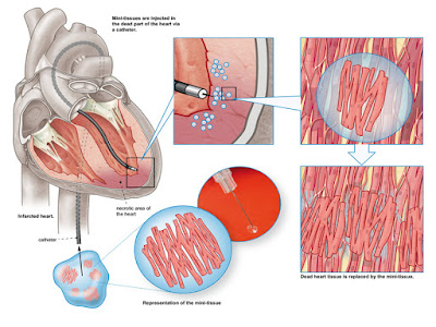SONU ACADEMY: MUSCLE TISSUE - TEXT