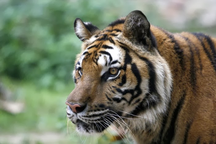 The Environmental Post: Volunteering in Wildlife Rescue Centres