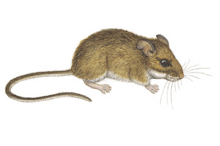 raton ciervo del noroeste Peromyscus keeni