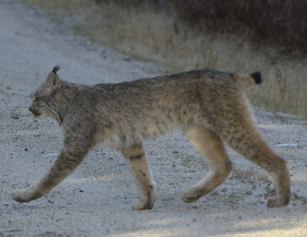 Katahdin, The Maine North Woods and Florida Canadian Lynx in Maine
