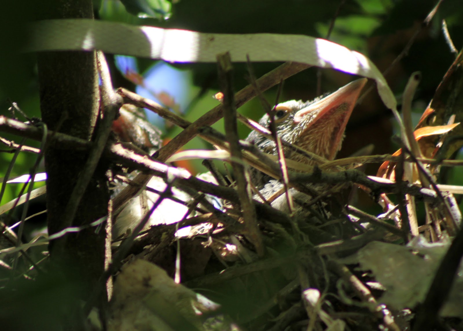 Ponderings of an Elect Exile: Glimpses of Glory in Spring
