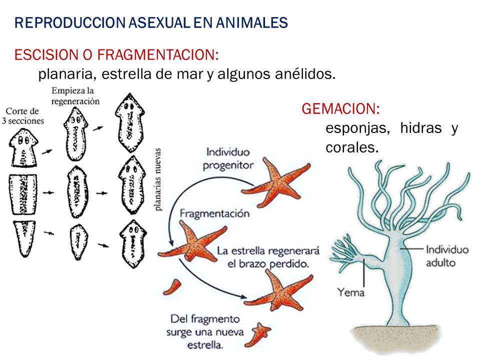 Biología didáctica Reproducción en Animales NSC 2° Biología didáctica Reproducción en Animales NSC 2°