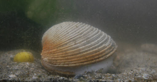 La pêche sur obi dans la ville novosibirske