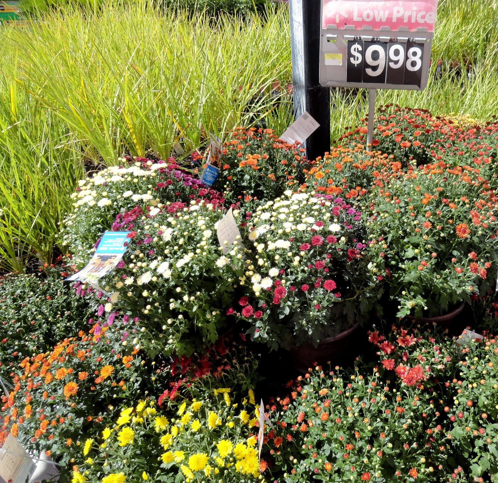 41+ Are There Flowers At Walmart PNG Hutomo