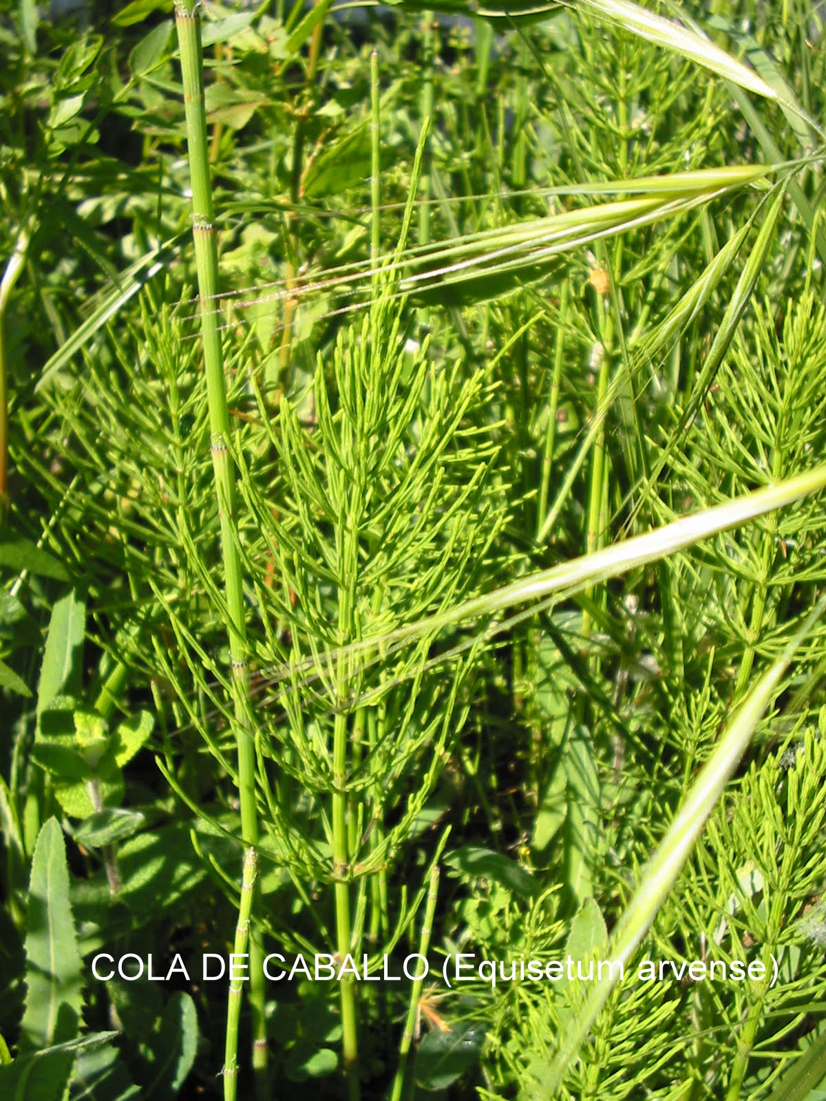 naturconsejos COLA DE CABALLO (Equisetum arvense)