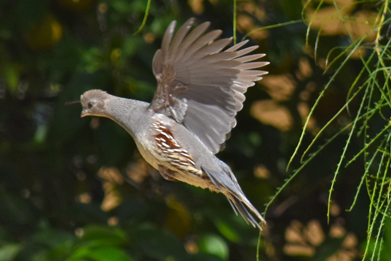 Fountain Hills Photos "Out & About" Quail Photos