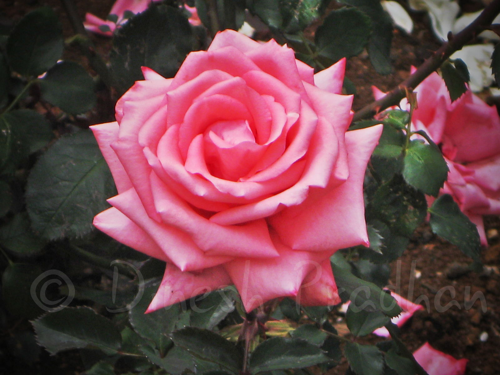 Et Cetera! The best Rose Garden in the World