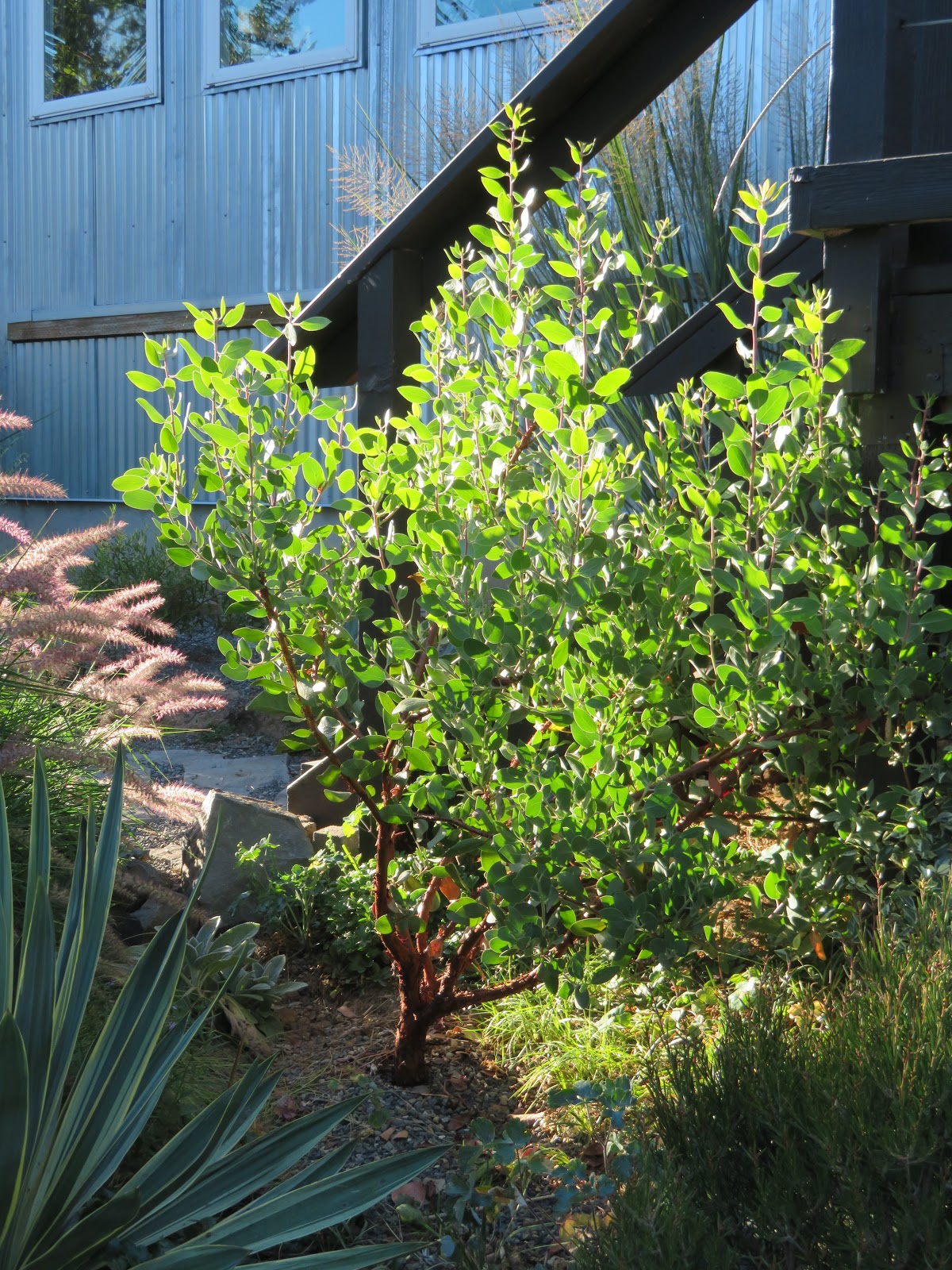 An Impartation Of Color Manzanita Arctostaphylos Or California